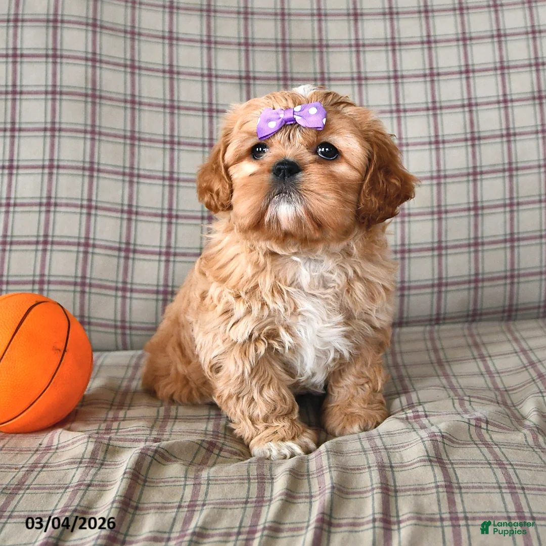 Mixed Breed dogs for sale: Lena - Ad 1