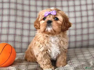 Mixed Breed dogs for sale: Lena - Ad 1