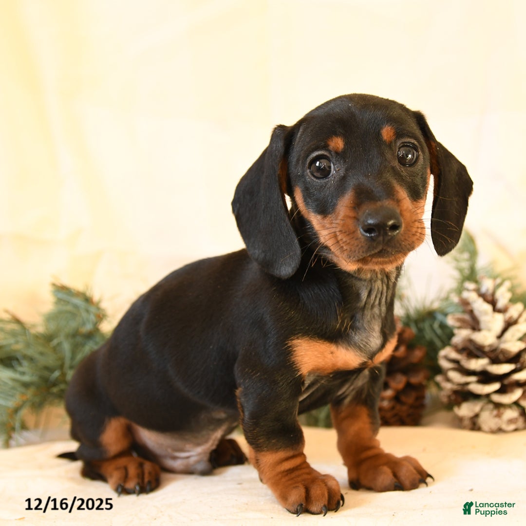 Miniature Dachshund dogs for sale: Cody - Ad 3