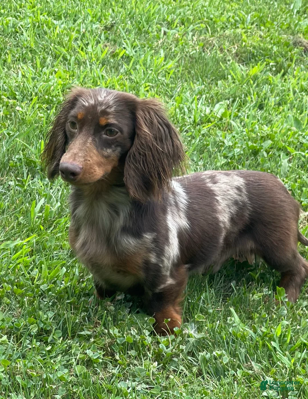 Miniature Dachshund dogs for sale: Akc Flicka LH DNA OFA  - Ad 2