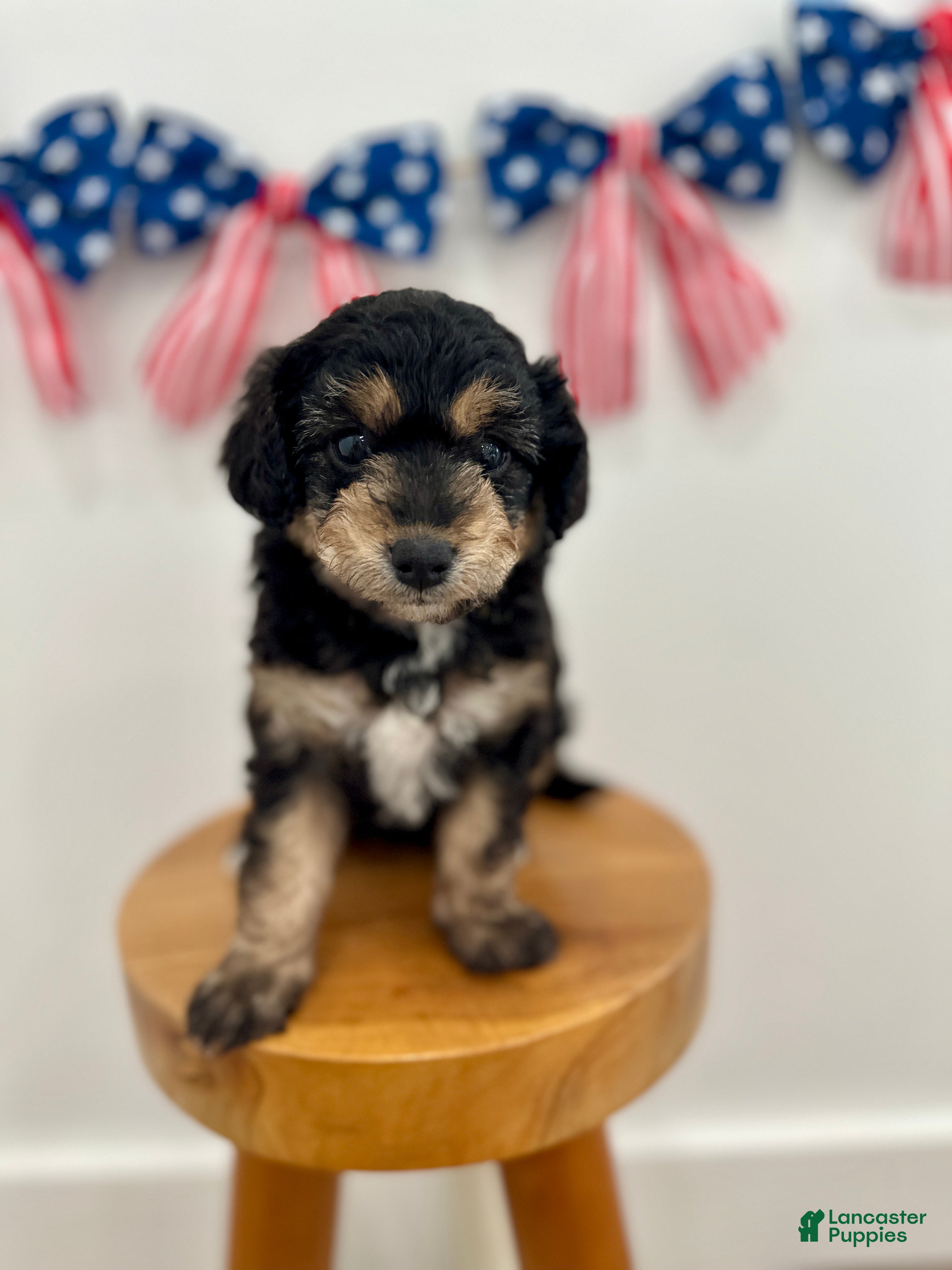 Mini Aussiedoodle dogs Penny - Ad 1