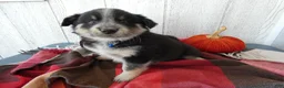 Australian Cattle Dog dogs for sale: Australian Cattle Dog 2 Scotty - Ad 1