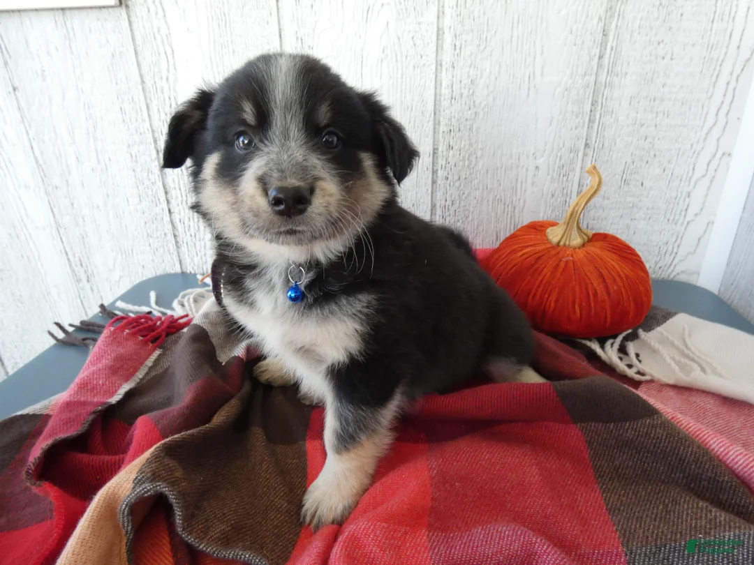 Australian Cattle Dog dogs for sale: Australian Cattle Dog 2 Scotty - Ad 1