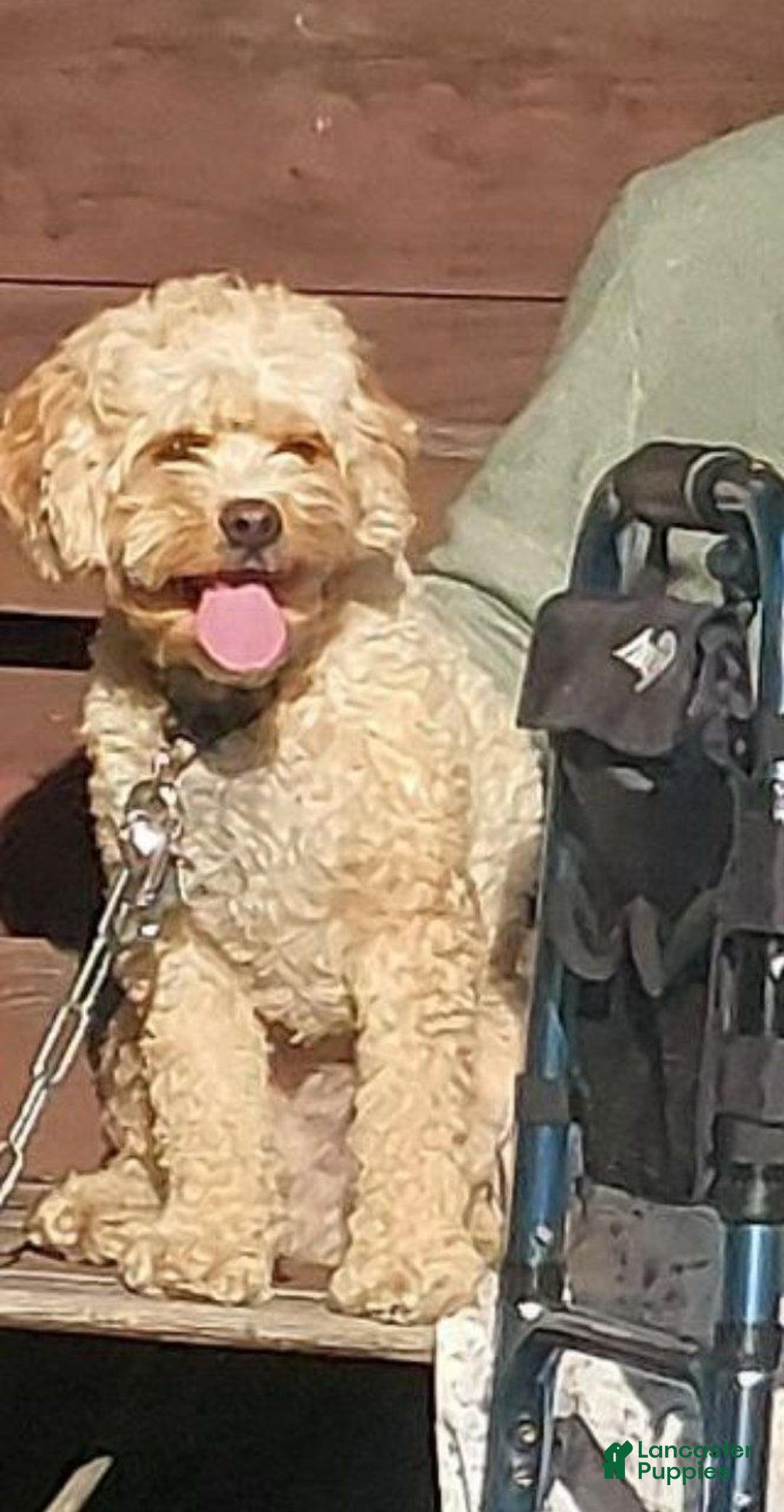 Cavapoo dogs for sale: Cavapoo Puppy 2 - Ad 7