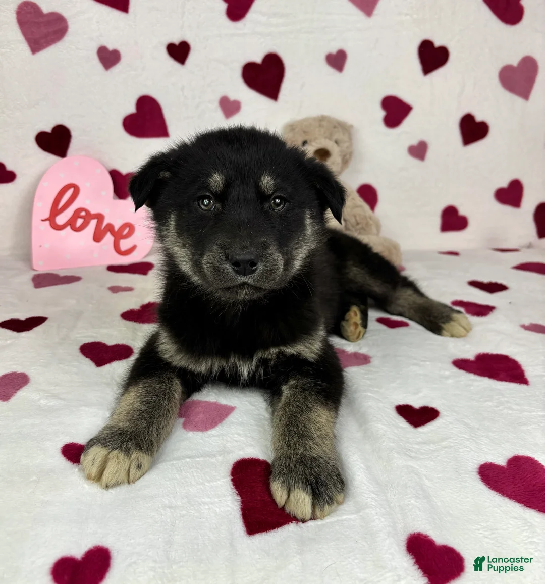 Mixed Breed dogs for sale: Camden - Ad 5