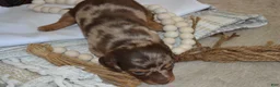 Dachshund dogs for sale: Sugar - Ad 6