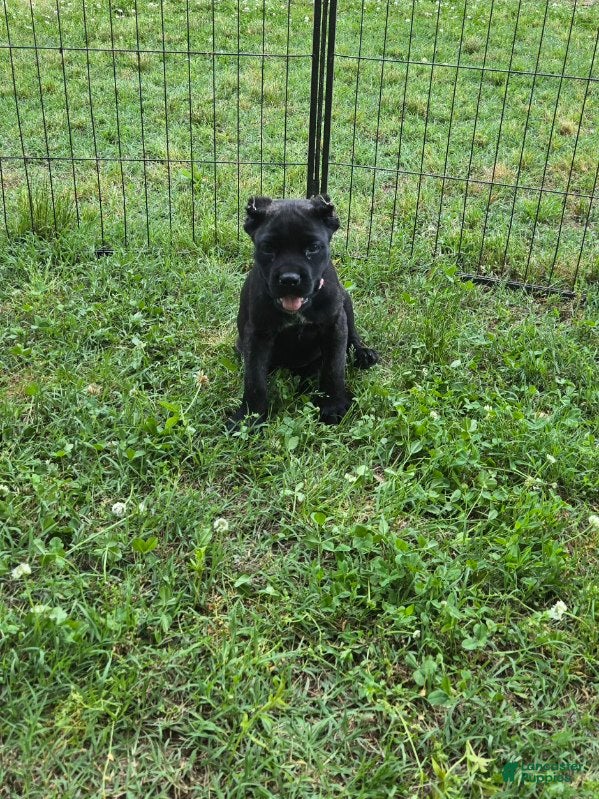 Cane Corso dogs Mabel - Ad 1