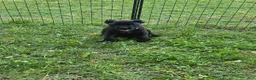 Cane Corso dogs for sale: Mabel - Ad 1