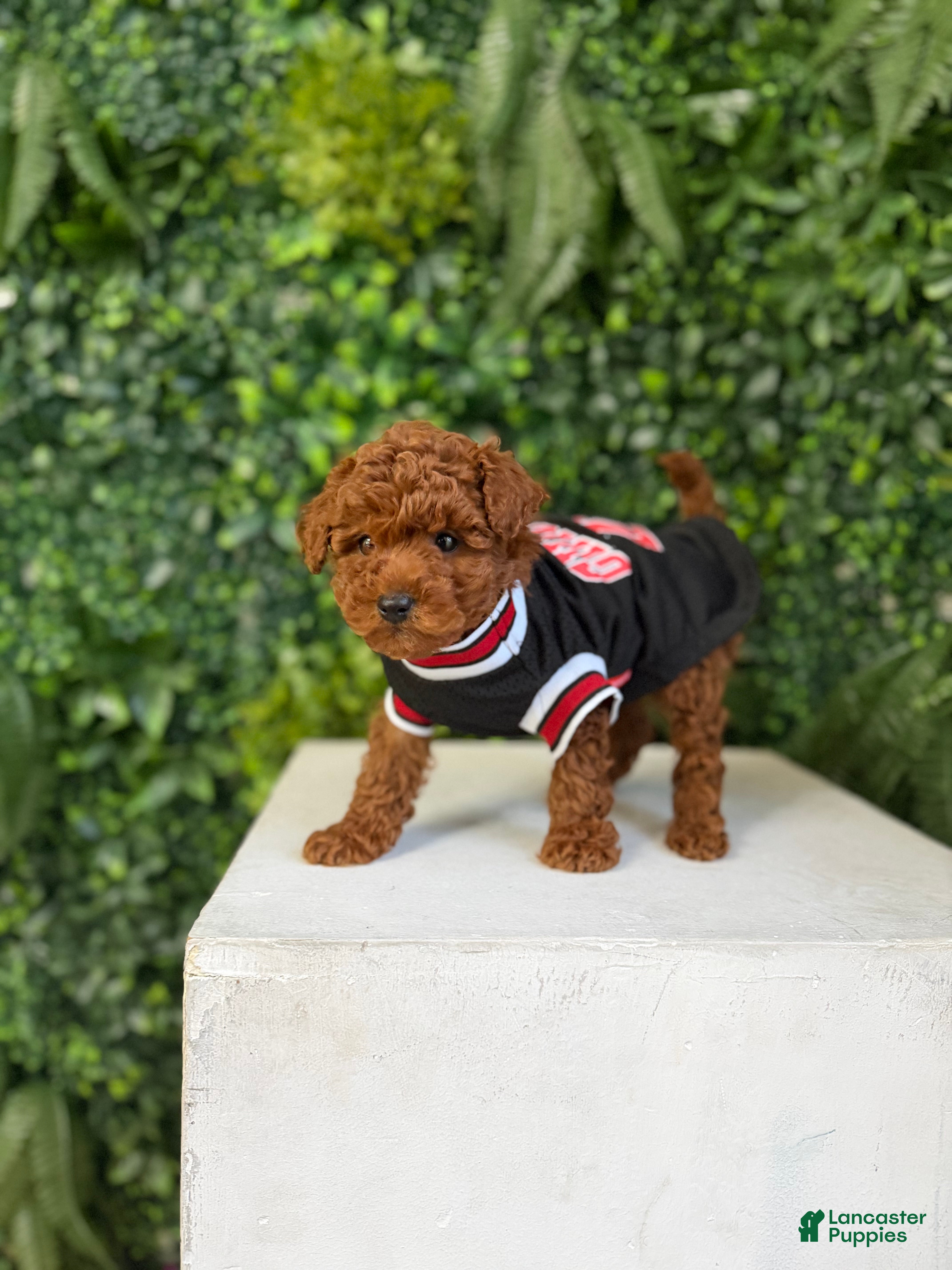Toy Poodle dogs Tiger  - Ad 21