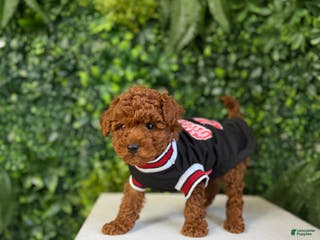 Toy Poodle dogs Tiger - Ad 21
