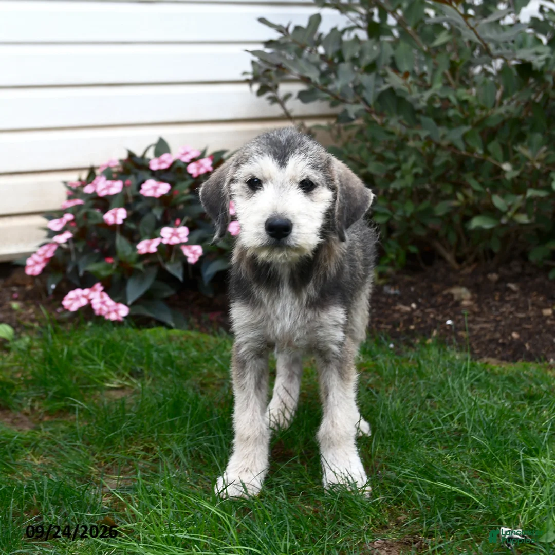 Mixed Breed dogs for sale: Rascal - Ad 3