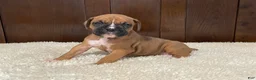 Boxer dogs for sale: Rocky - Ad 15
