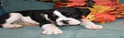 Mixed Breed dogs for sale: Ollie - Ad 2