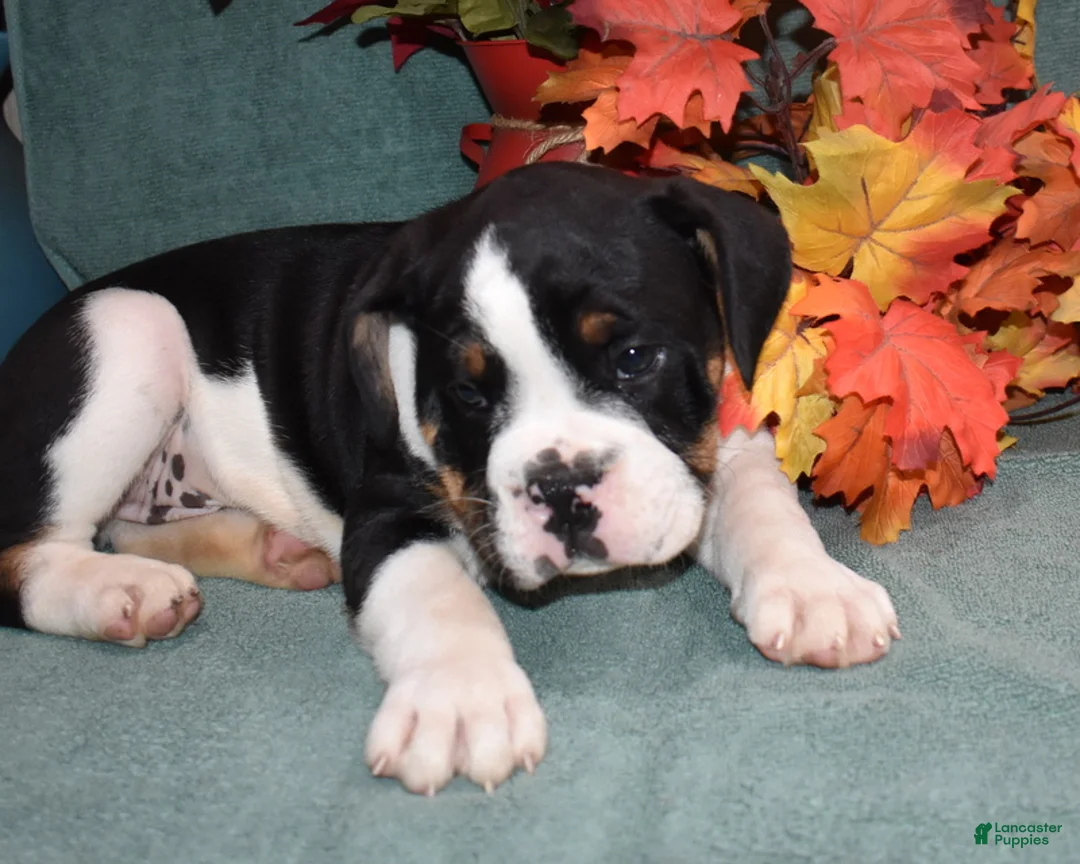 Mixed Breed dogs for sale: Ollie - Ad 2