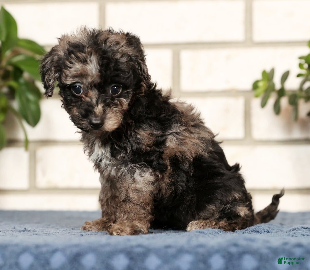 Havapoo dogs for sale: Evelyn - Ad 2