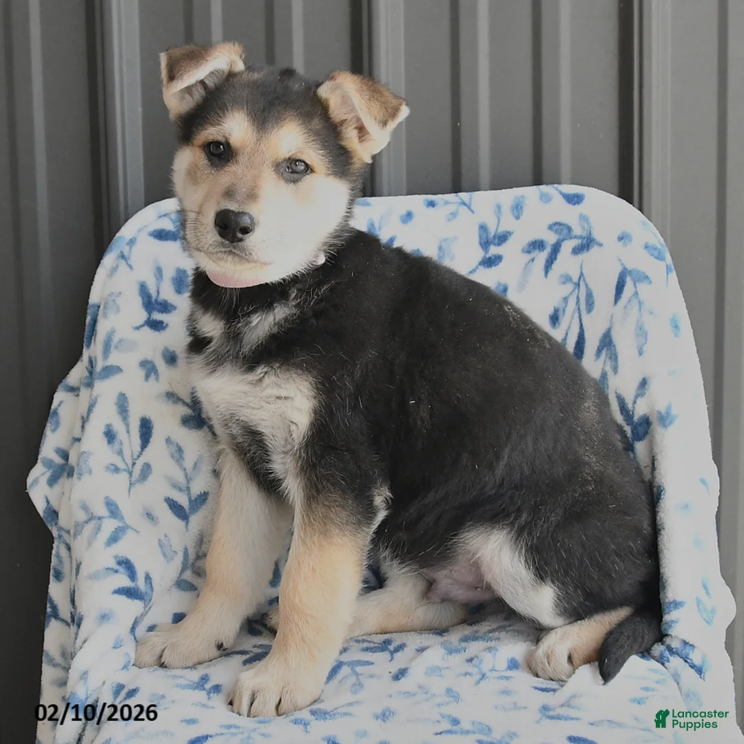 German Shepherd dogs for sale: Volt  - Ad 3