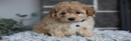Maltipoo dogs for sale: Phoebe  - Ad 7