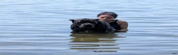 Cane Corso dogs for sale: Cane Corso 10 - Ad 2