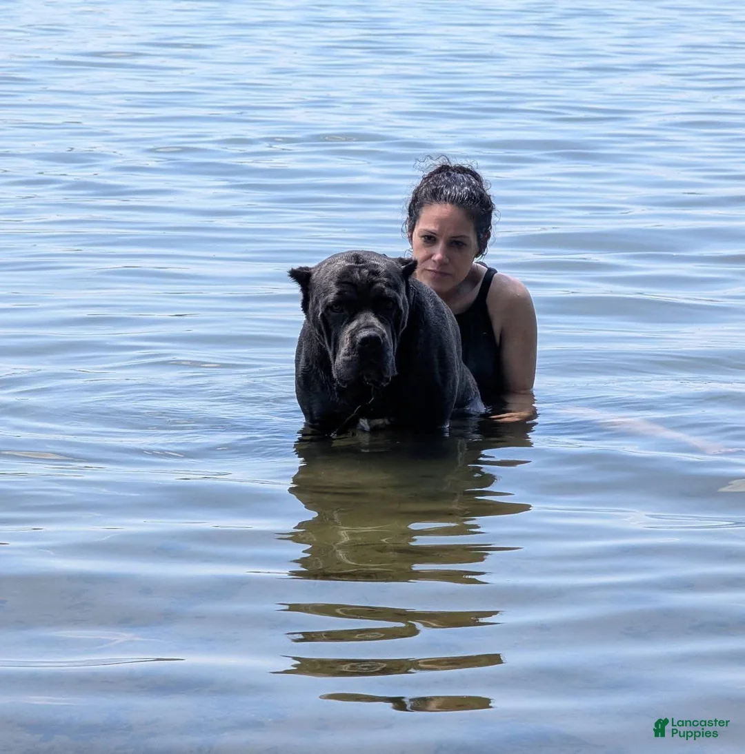 Cane Corso dogs for sale: Cane Corso 10 - Ad 2