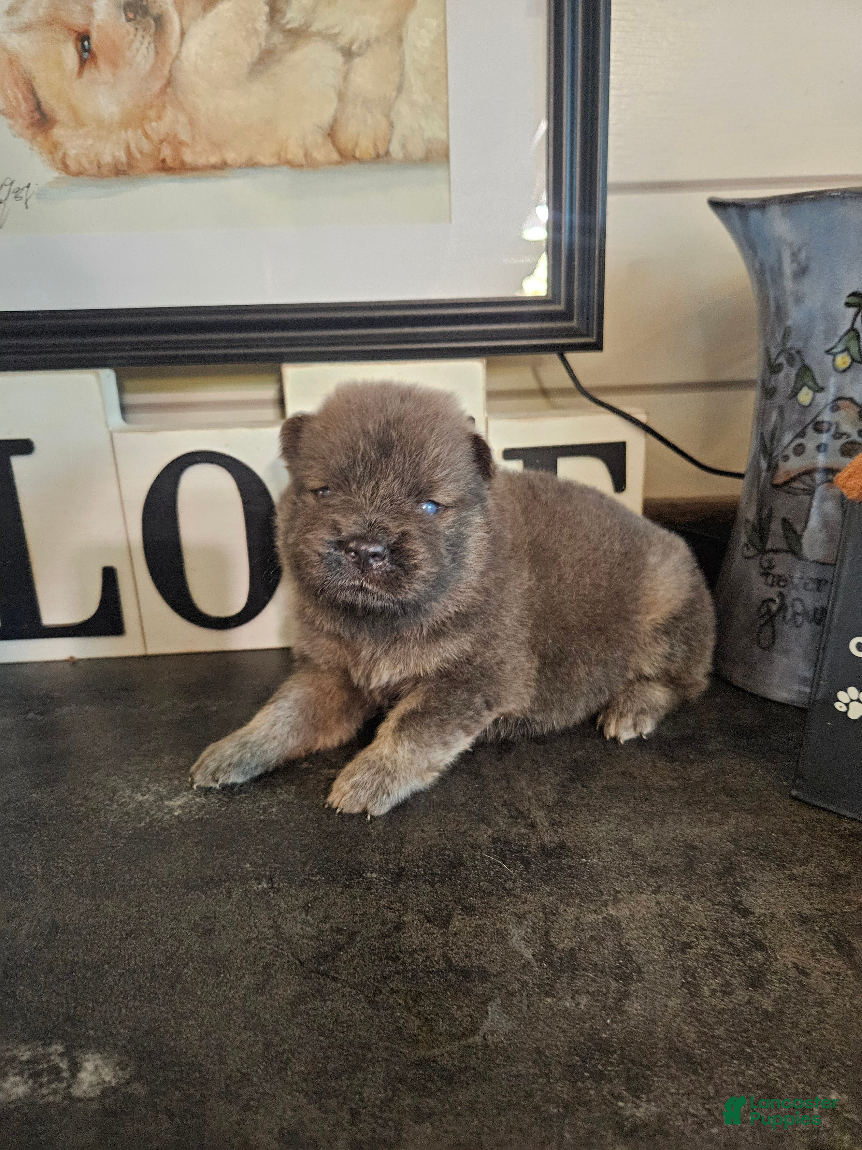 Chow Chow dogs Chow Chow 2 - Ad 1