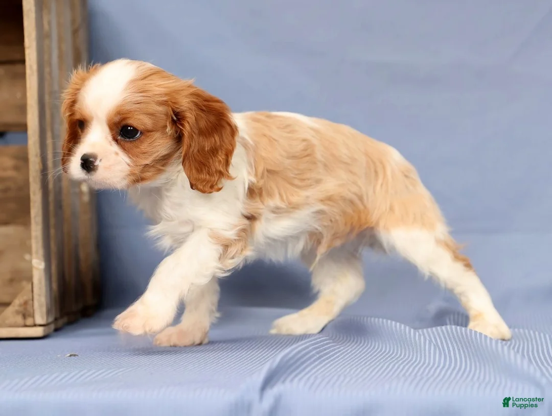 Cavalier King Charles Spaniel dogs for sale: Timmy - Ad 6