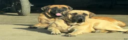 English Mastiff dogs for sale: Puppy 1 - Ad 5