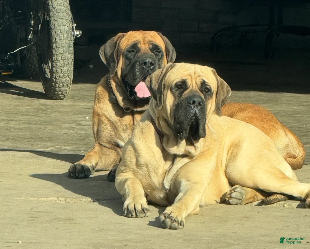 English Mastiff dogs for sale: Puppy 1 - Ad 5
