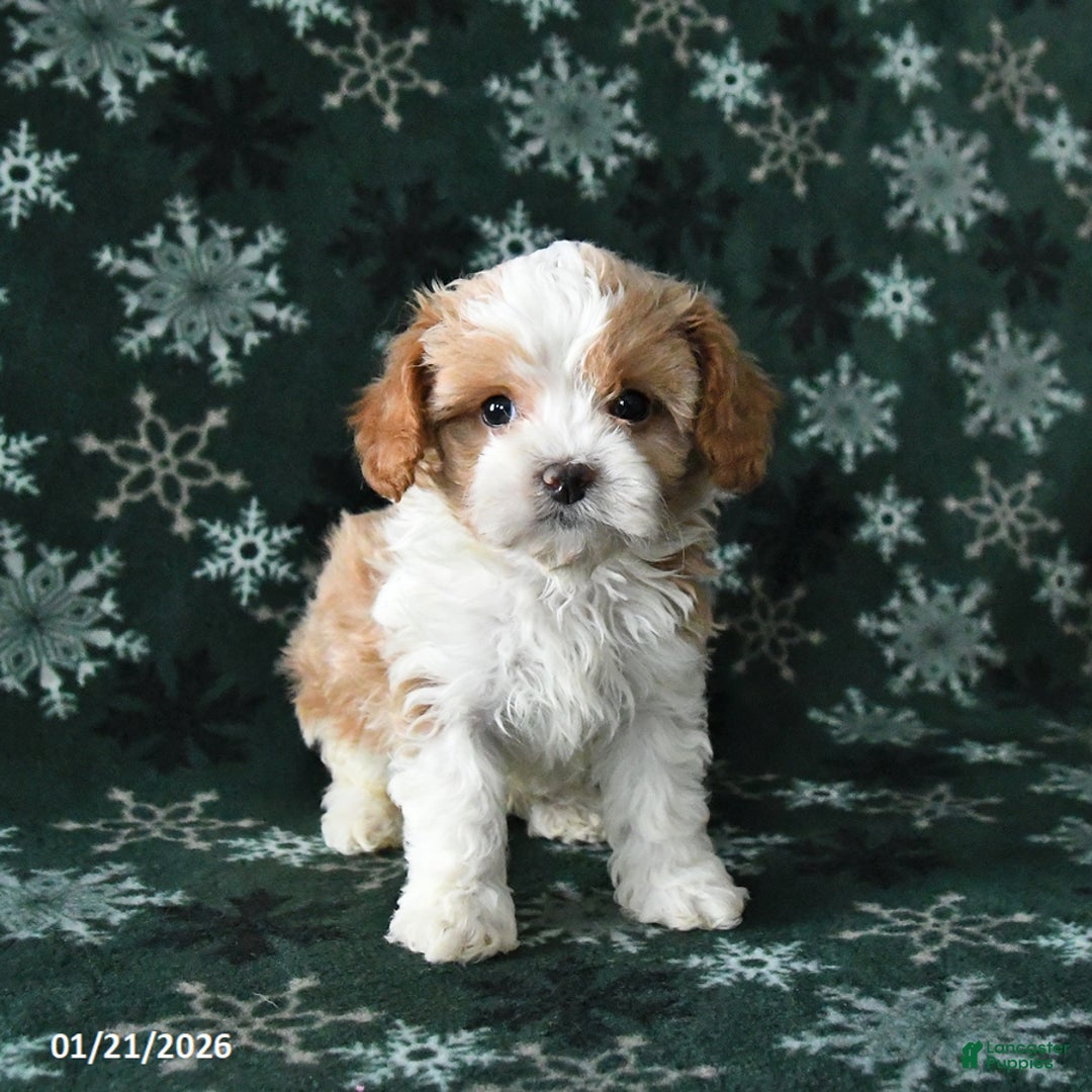 Cavapoo dogs for sale: Rocky - Ad 3