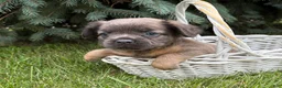 French Bulldog dogs for sale: Dakota Fluffy - Ad 3