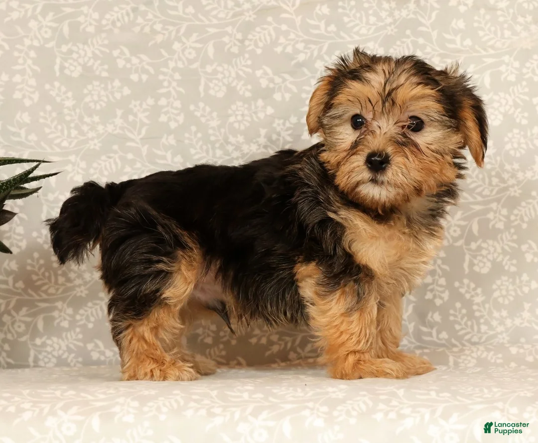 Yochon dogs for sale: Kaden - Ad 2