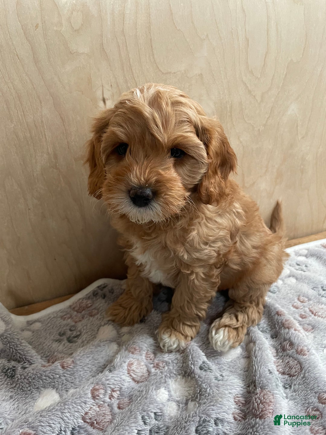 Cavapoo dogs for sale: Ava - Ad 1