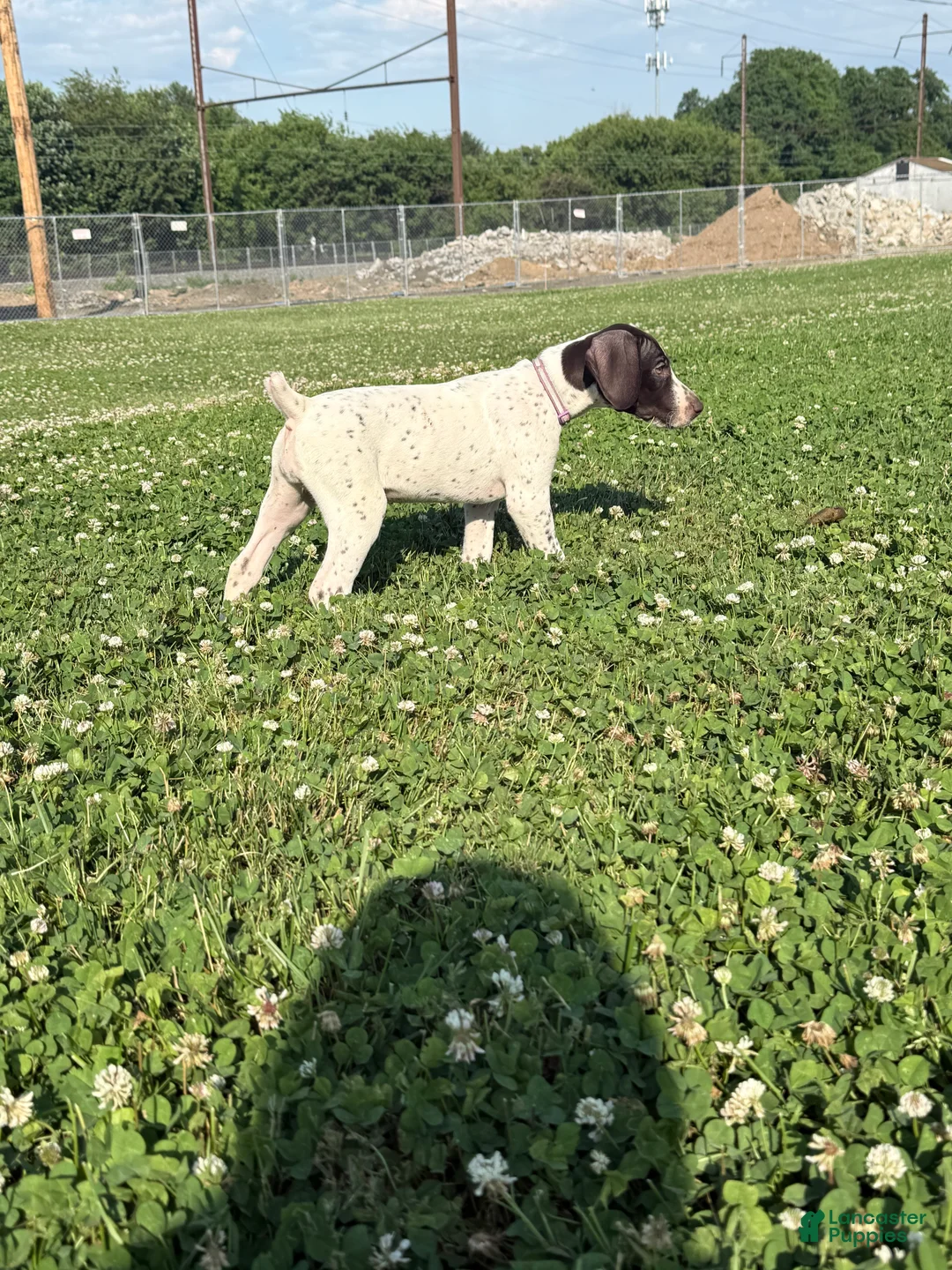 German Shorthaired Pointer dogs for sale: Willow  - Ad 2