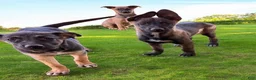 German Shepherd dogs for sale: German Shepherd Puppy 7 - Ad 11