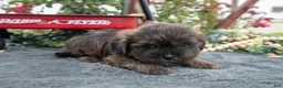 Morkie dogs for sale: Chase - Ad 2