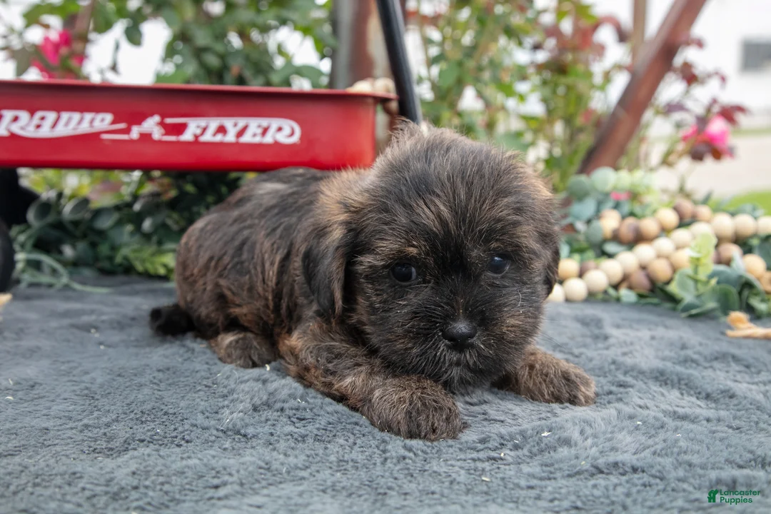 Morkie dogs for sale: Chase - Ad 2