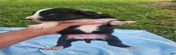 Australian Shepherd dogs for sale: Lottie - Ad 6