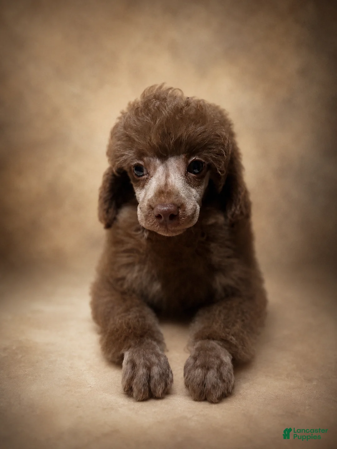 Toy Poodle dogs for sale: Teddy Boy - Ad 2