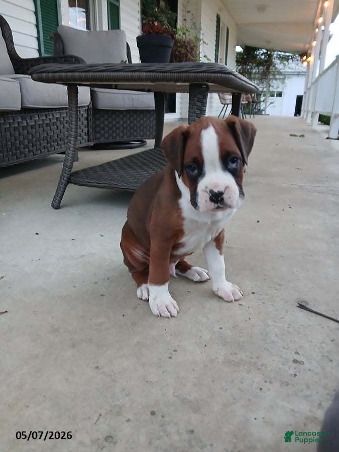 Boxer dogs Rolex - Ad 1