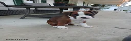 Boxer dogs for sale: Rolex - Ad 1