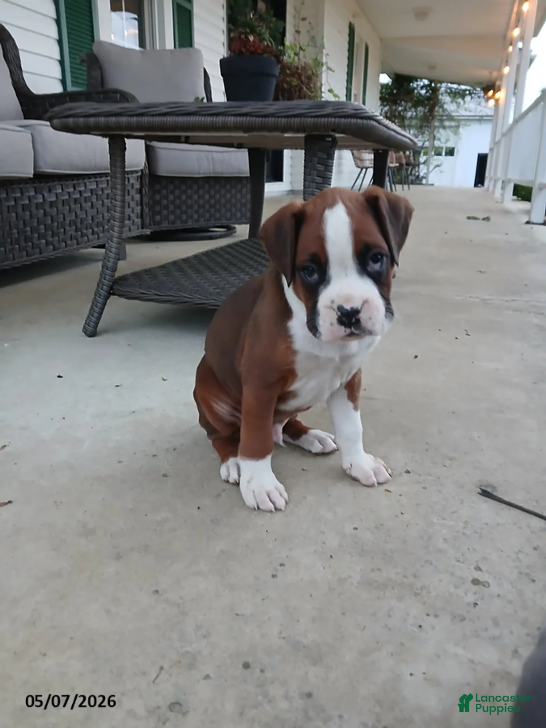 Boxer dogs for sale: Rolex - Ad 1