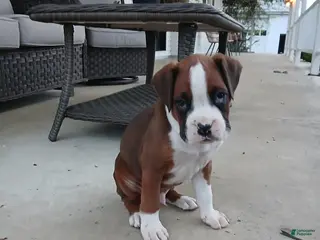 Boxer dogs for sale: Rolex - Ad 4