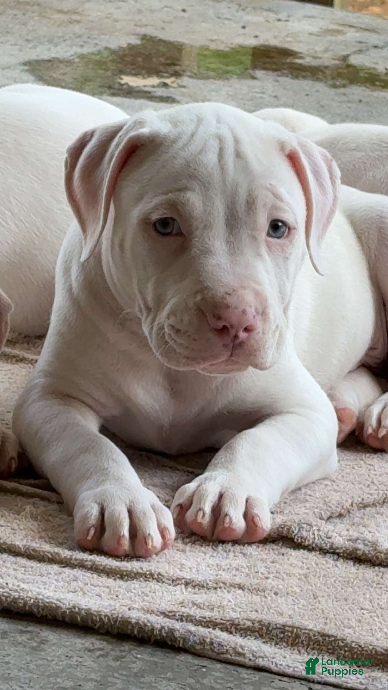 American Pit Bull Terrier dogs American Pit Bull Terrier 1 - Ad 1