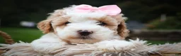Cavachon dogs for sale: Hailey🌸 - Ad 13