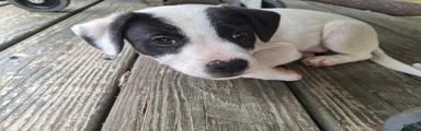 Jack Russell Terrier 1