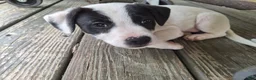 Jack Russell Terrier dogs for sale: Jack Russell Terrier 1 - Ad 1