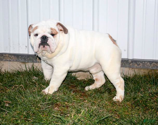 English Bulldog dogs Alexis - Ad 2