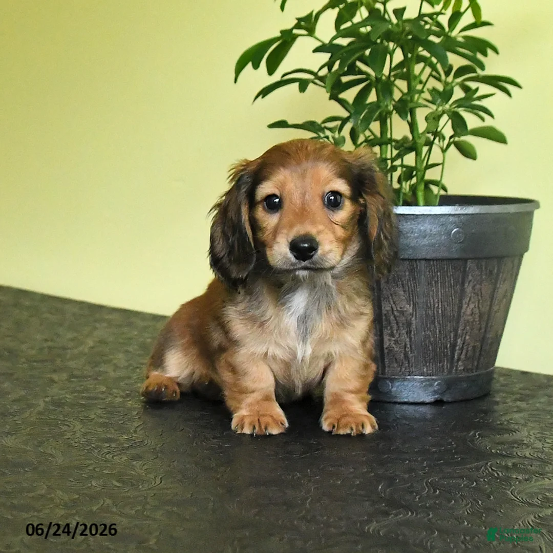 Miniature Dachshund dogs for sale: Lynette - Ad 1