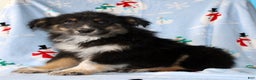 Australian Shepherd dogs for sale: Snickers - Ad 6