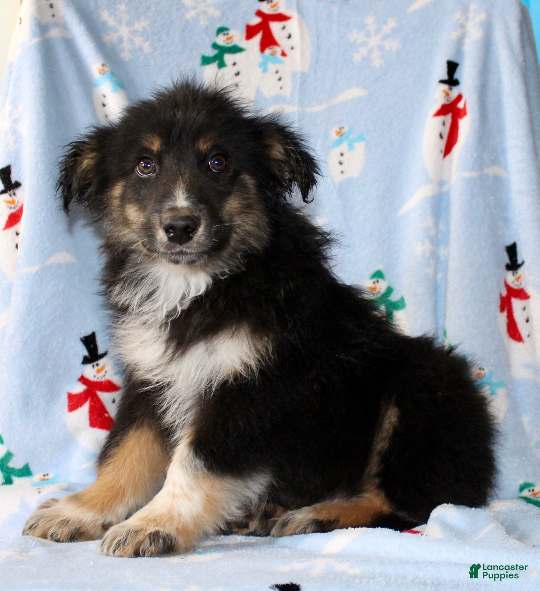 Australian Shepherd dogs for sale: Snickers - Ad 6