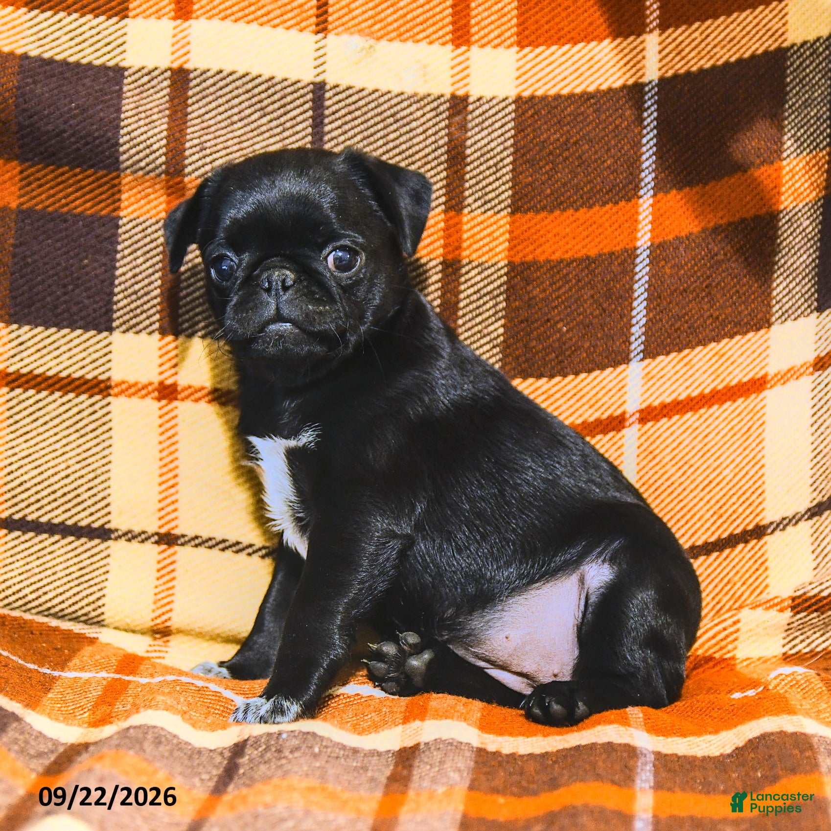 Pug dogs Betty    - Ad 1